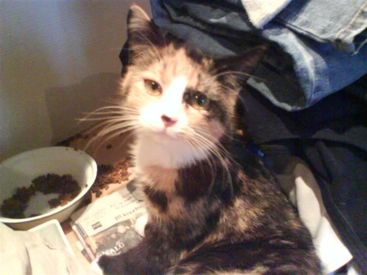 Blanding af racer berta billede 2