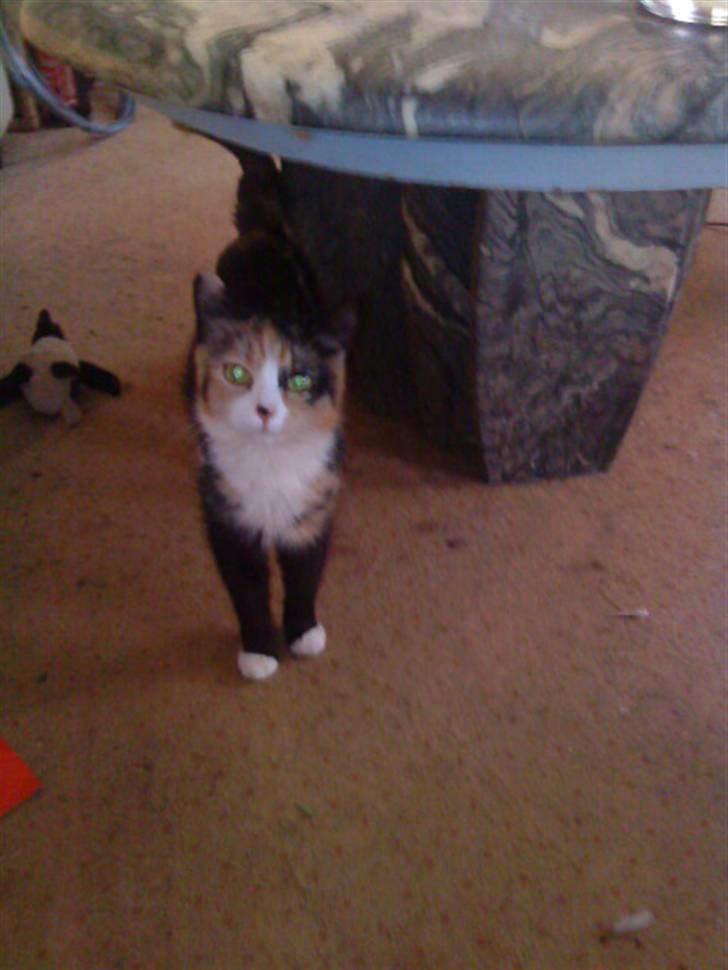 Blanding af racer berta billede 3