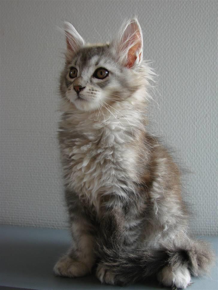 Maine Coon DK Dalibro´s Cocoa Beach - 11 uger billede 15