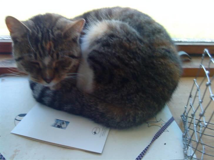 Blanding af racer Mimi billede 6