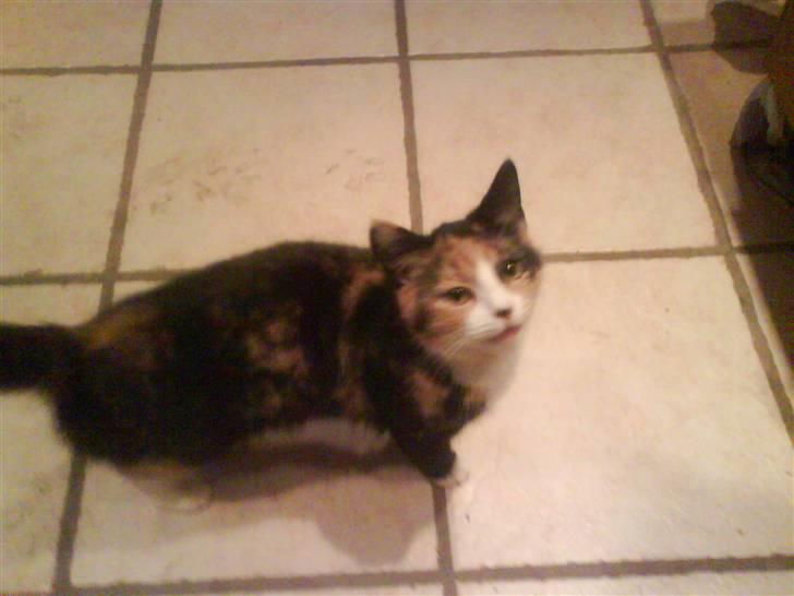 Blanding af racer berta billede 4