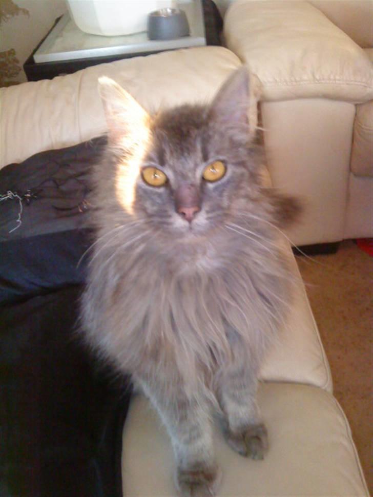 Maine Coon basik billede 1