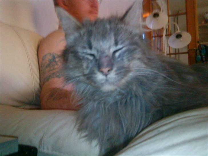 Maine Coon basik billede 2