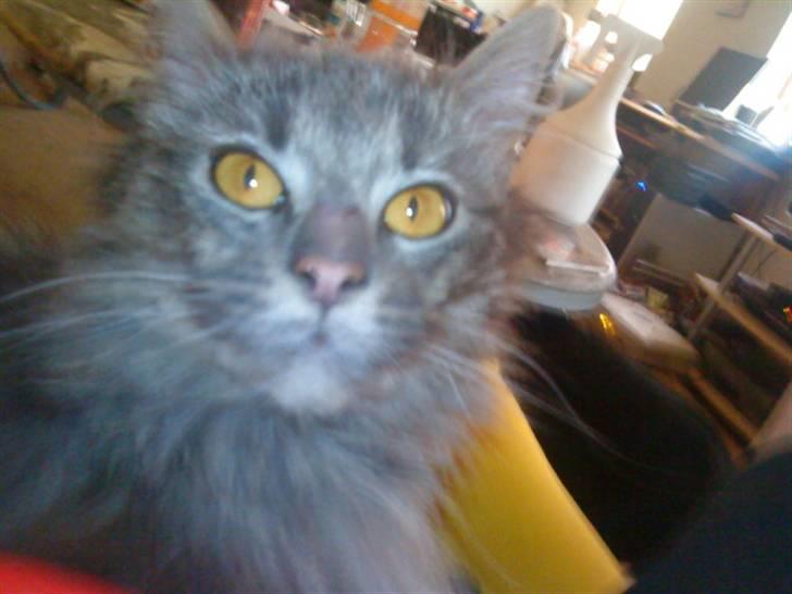 Maine Coon basik billede 3