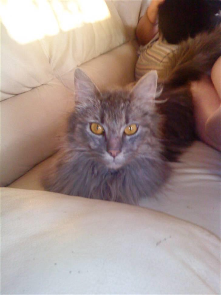 Maine Coon basik billede 4