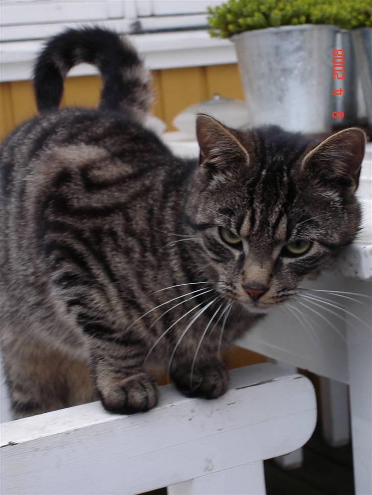 Blanding af racer Fister billede 17