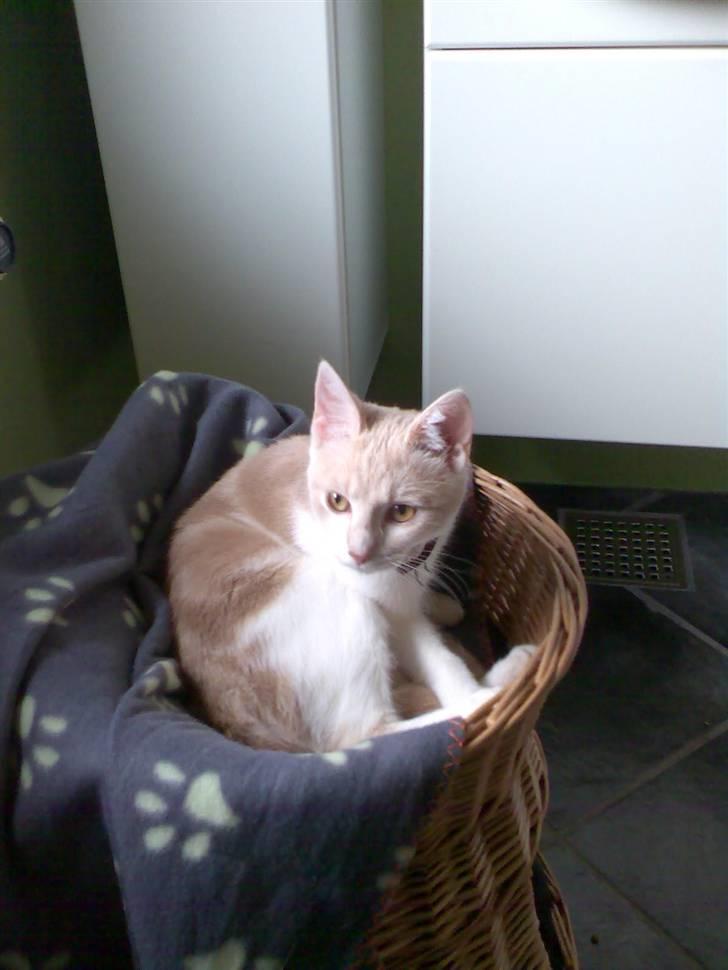 Huskat Minnie R.I.P  : ( billede 1