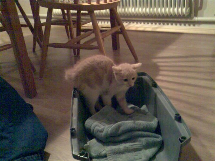 Huskat Minnie R.I.P  : ( - Lige da vi var kommet hjem med hende billede 2