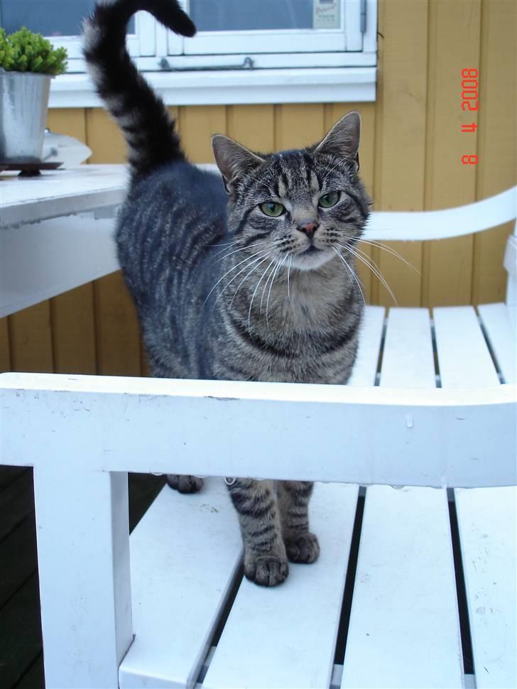 Blanding af racer Fister billede 18