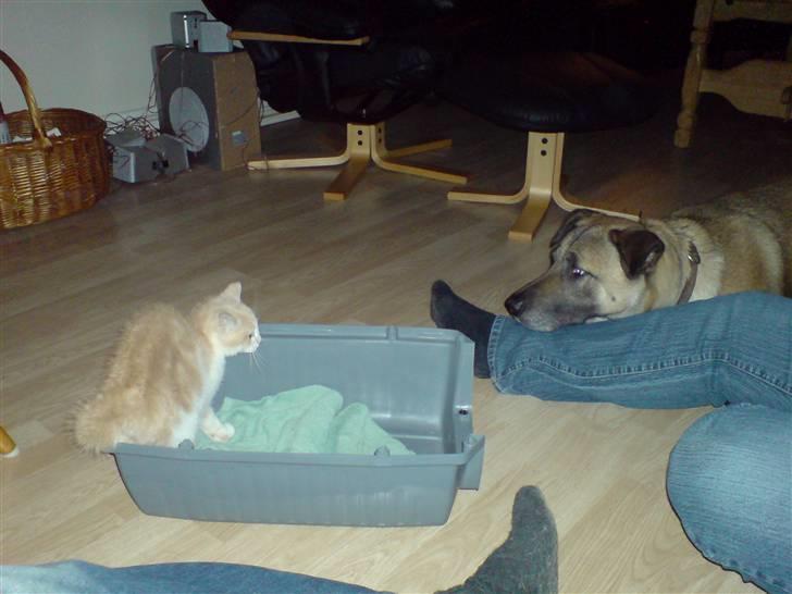 Huskat Minnie R.I.P  : ( - Hov, hva er du for en stor en?? billede 3