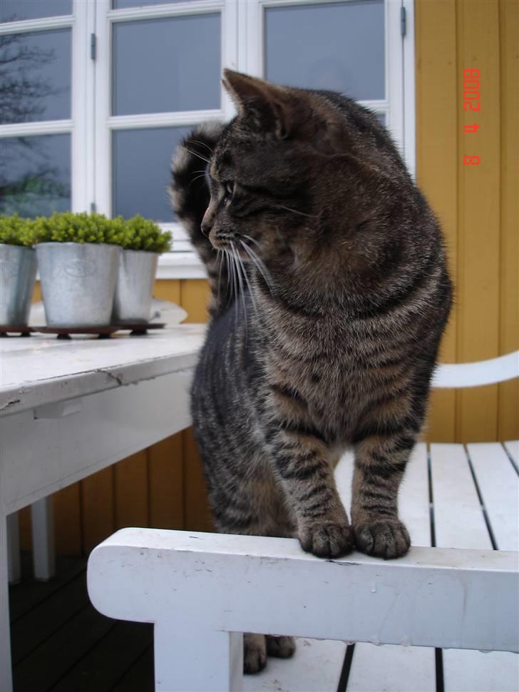 Blanding af racer Fister billede 19