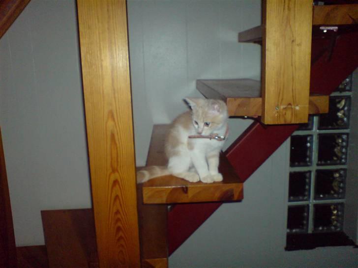 Huskat Minnie R.I.P  : ( - Også taget en af de første dage, her sad hun rigtig meget billede 4