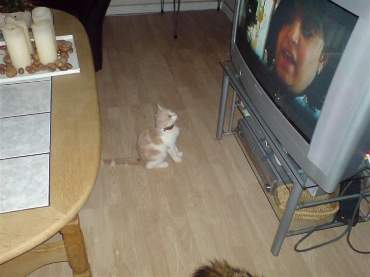 Huskat Minnie R.I.P  : ( billede 5