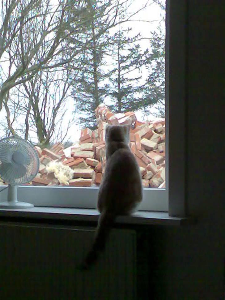 Huskat Minnie R.I.P  : ( - Vil bare så gerne derud.. billede 7