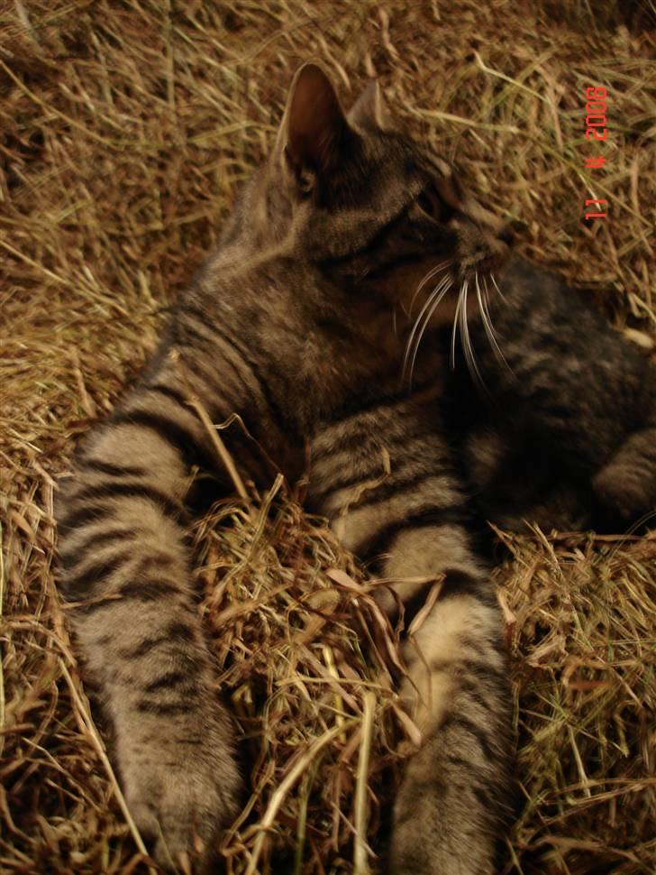 Blanding af racer Fister billede 20