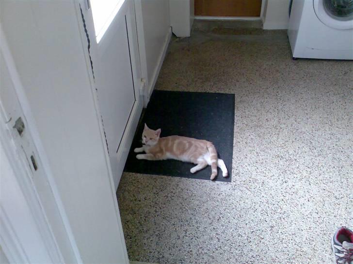 Huskat Minnie R.I.P  : ( - Lukker du den ikk lige op? billede 8