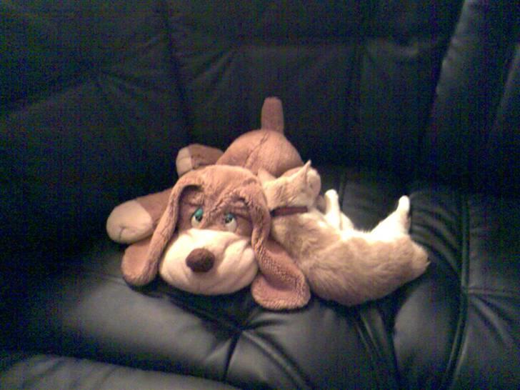 Huskat Minnie R.I.P  : ( billede 9