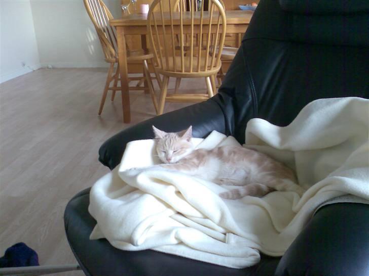 Huskat Minnie R.I.P  : ( - Minnie`s farvorit sted og ligge : ) billede 10