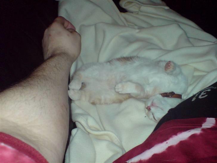 Huskat Minnie R.I.P  : ( - Hun er meget slap når hun sover : ) og ligger tit på sjove måder billede 12