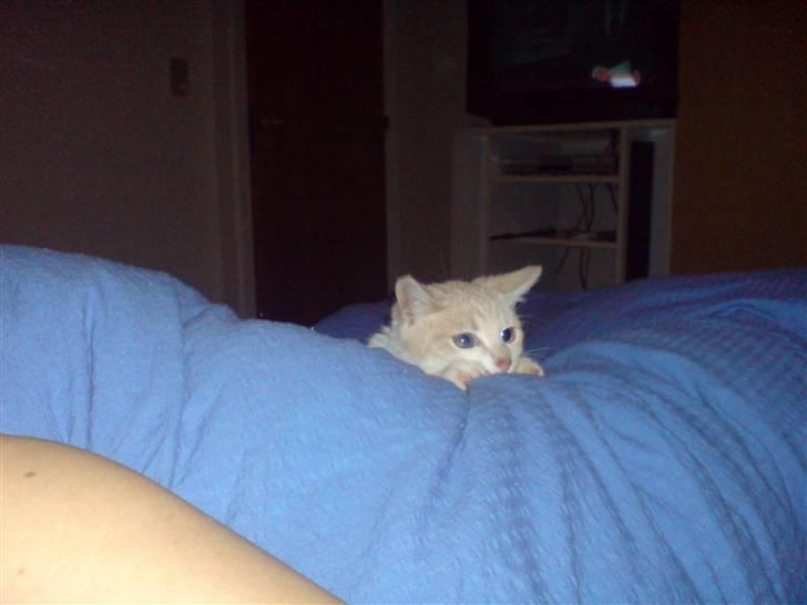 Huskat Minnie R.I.P  : ( - Pas på, jeg tar dig! billede 13