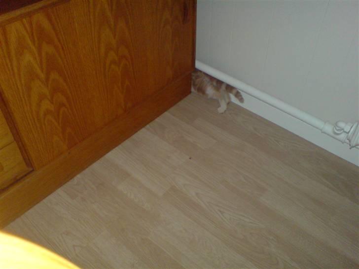 Huskat Minnie R.I.P  : ( - Jamen min bold trillede derind.. billede 14