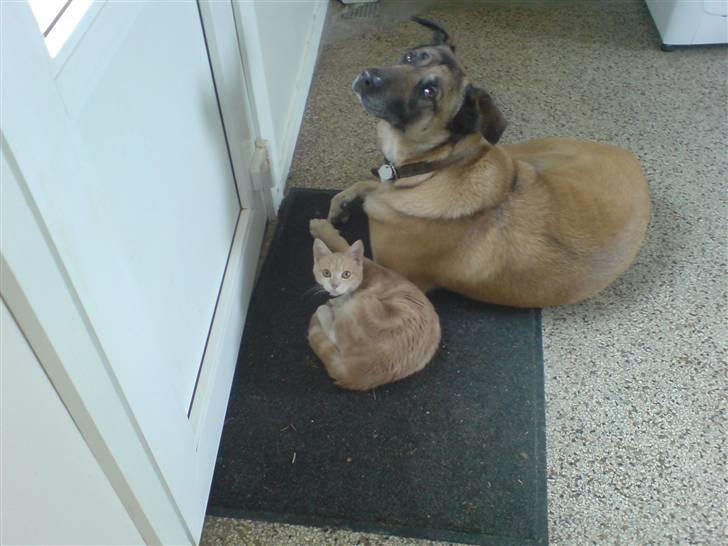 Huskat Minnie R.I.P  : ( - Minne og hendes allerbedste ven, vores hund Molly billede 15