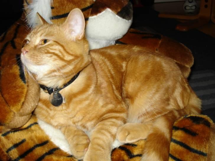 Blanding af racer Pjuske billede 1