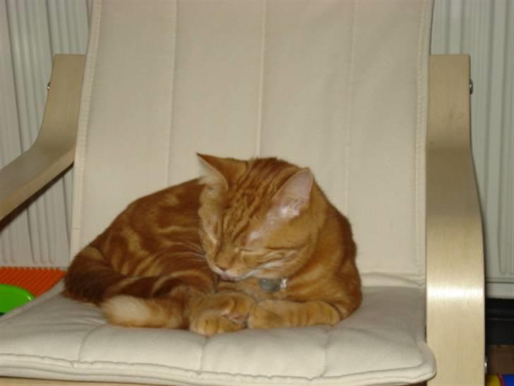 Blanding af racer Pjuske billede 2