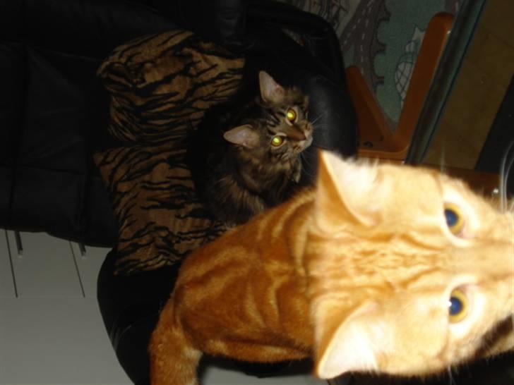 Blanding af racer Pjuske billede 3