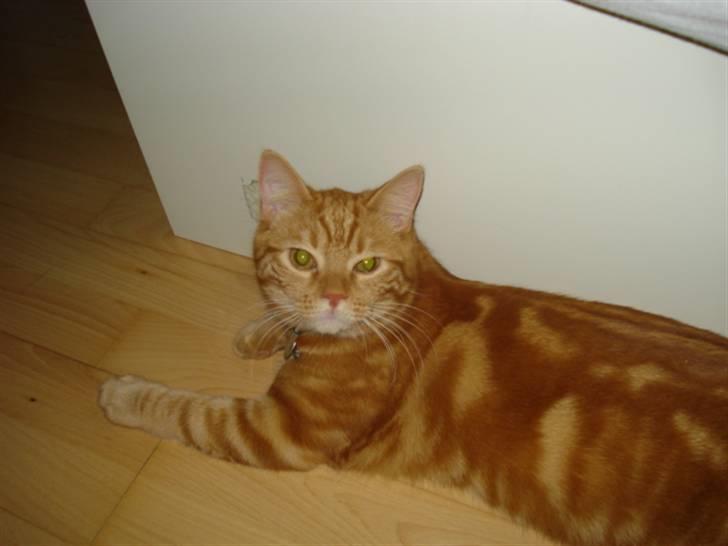 Blanding af racer Pjuske billede 4