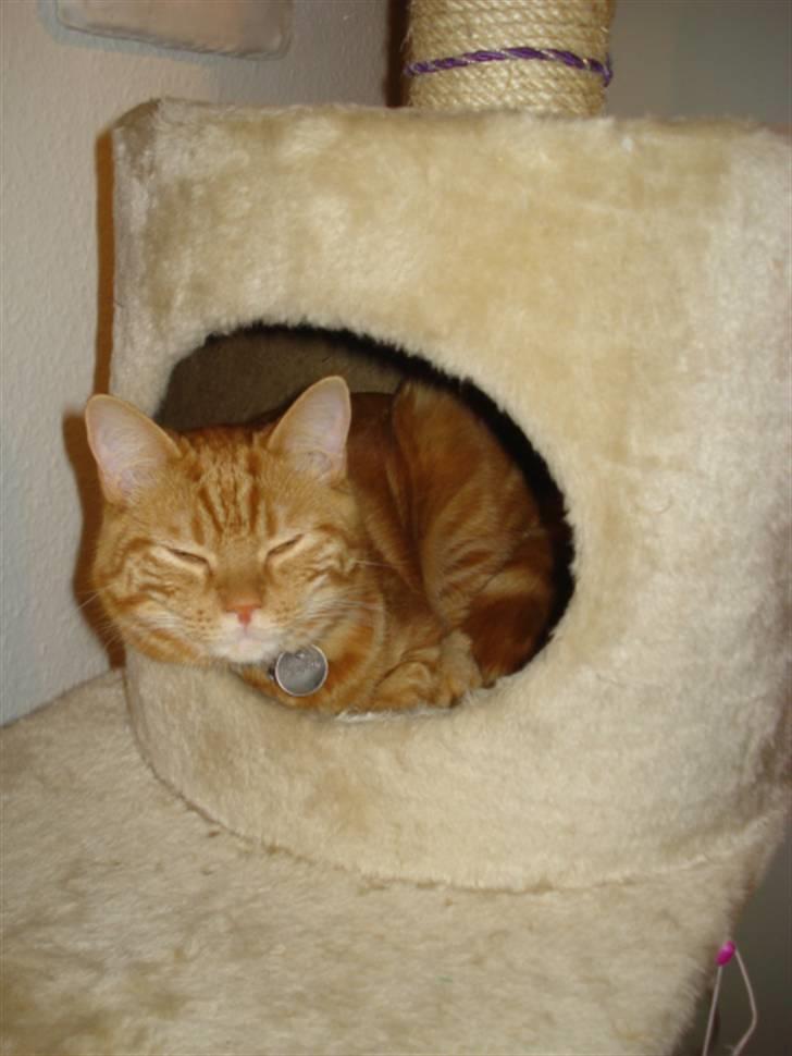 Blanding af racer Pjuske billede 5