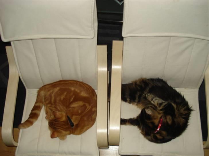 Blanding af racer Pjuske billede 6