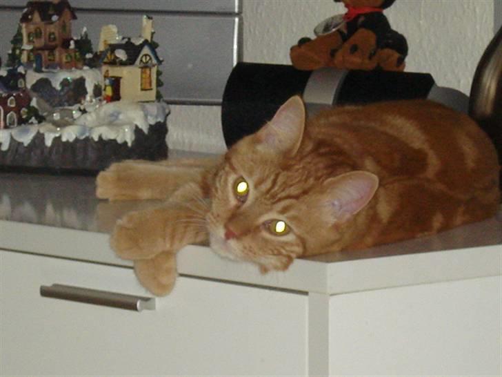 Blanding af racer Pjuske billede 7