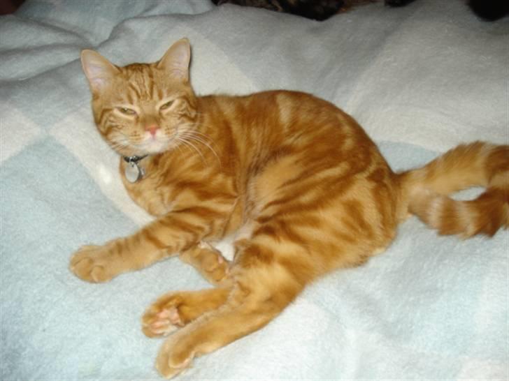 Blanding af racer Pjuske billede 8