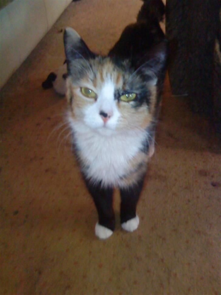 Blanding af racer berta billede 5