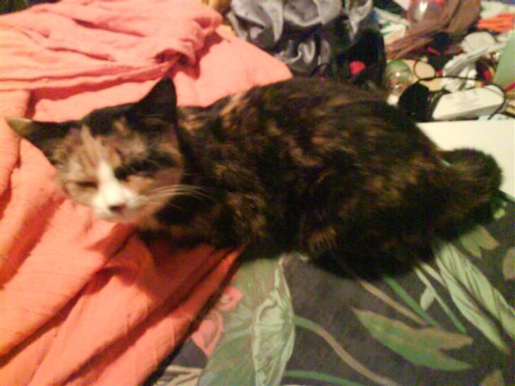 Blanding af racer berta billede 6