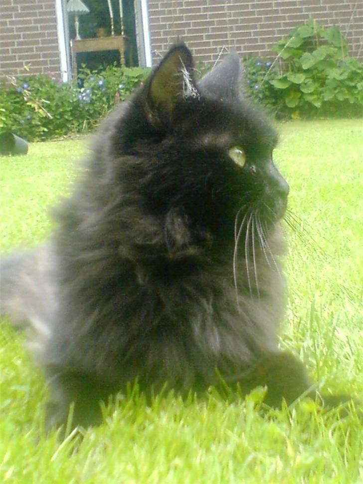 Maine Coon Mia R.I.P billede 13