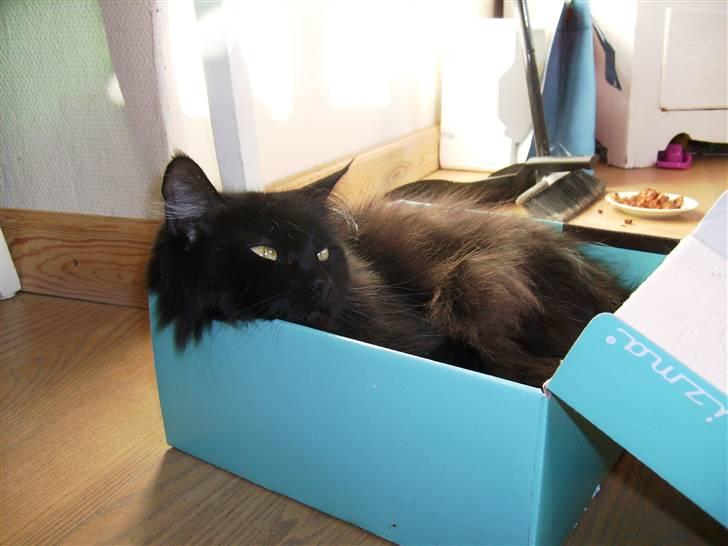 Maine Coon Mia R.I.P billede 14