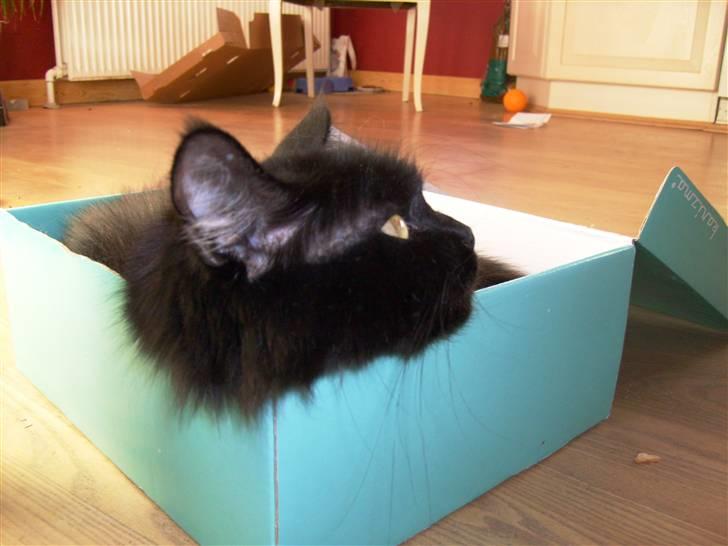 Maine Coon Mia R.I.P billede 15