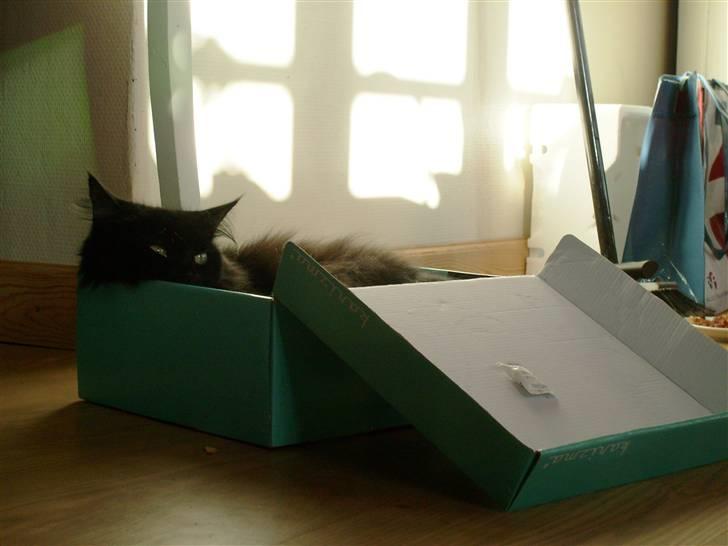 Maine Coon Mia R.I.P billede 16