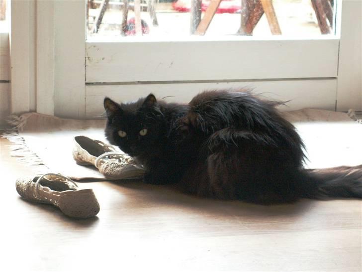 Maine Coon Bella R.I.P  billede 10