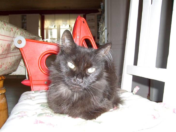 Maine Coon Bella R.I.P  billede 11