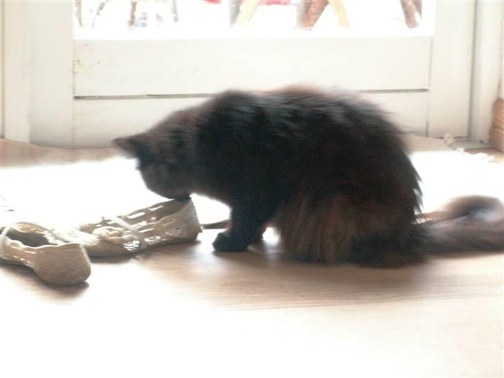 Maine Coon Bella R.I.P  billede 12