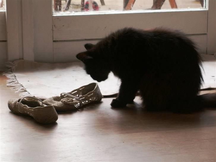 Maine Coon Bella R.I.P  billede 13