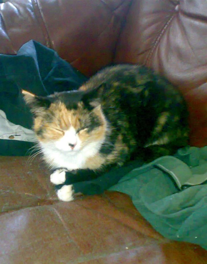 Blanding af racer berta billede 7