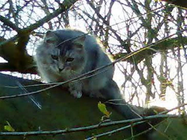 Maine Coon Simba billede 14