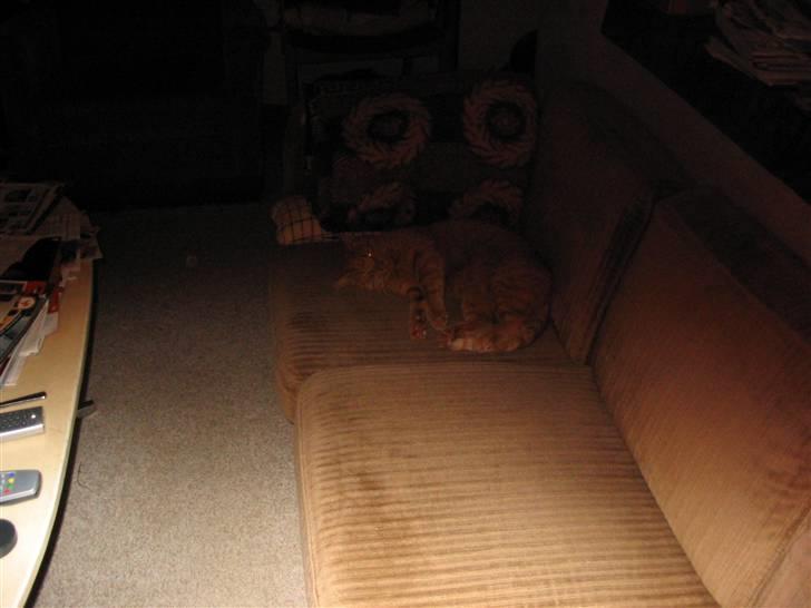 Huskat Mikkel (R.I.P) - Hov det der med lyset er ikke altid så nemt.... Men her er en af de fågange  jeg sover almindelig billede 2