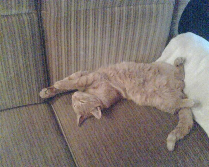 Huskat Mikkel (R.I.P) - væltet ned af armlænet... Nej sover bare billede 3