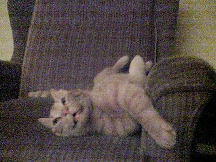 Huskat Mikkel (R.I.P) - i sin egen stol, men hvilket ansigt... Jeg sover altså... billede 4