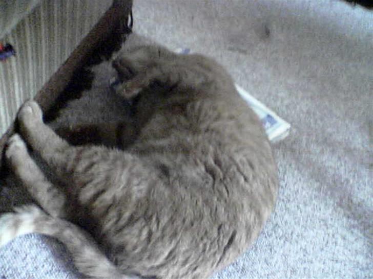 Huskat Mikkel (R.I.P) - Jamen jeg elsker at sove sådan billede 5